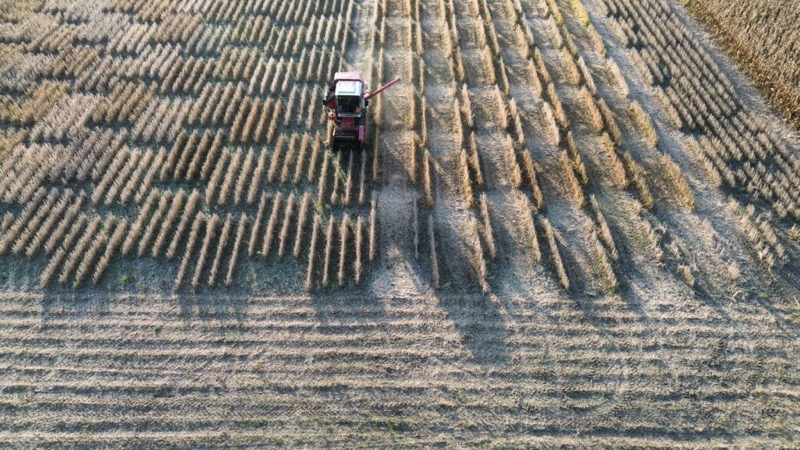 Aerial view of a combine harvesting corn