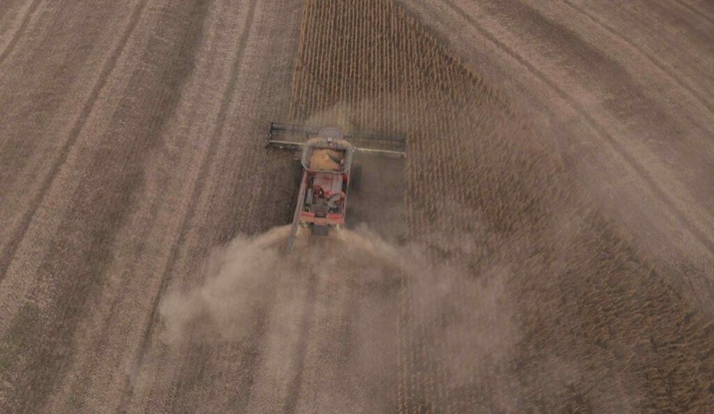 Aerial view of a combine harvesting soybeans