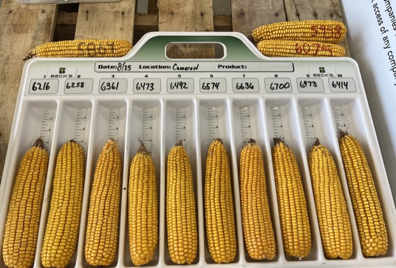 Ears of corn from different Beck’s hybrids in a comparison tray