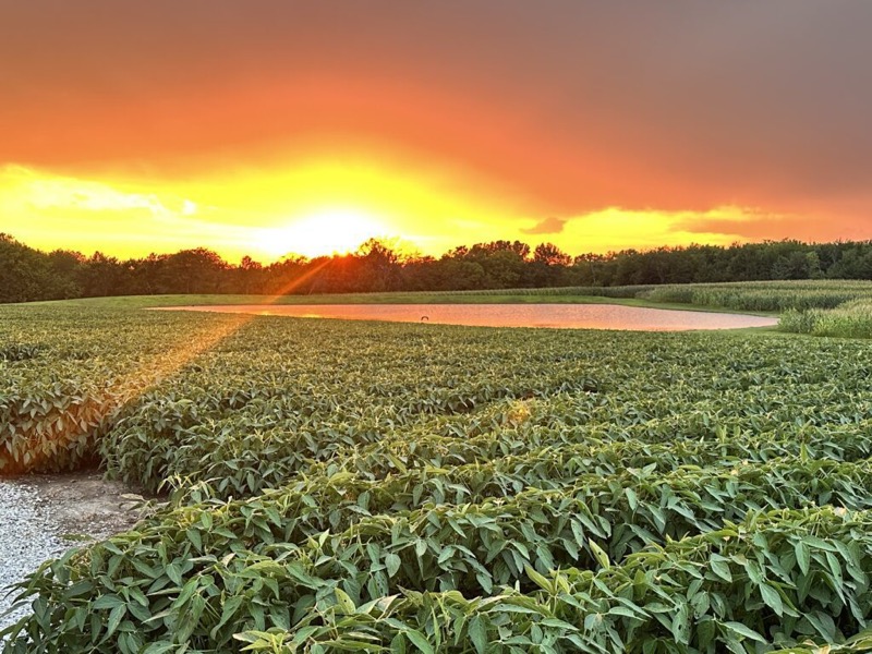 Sunset over a soybean field